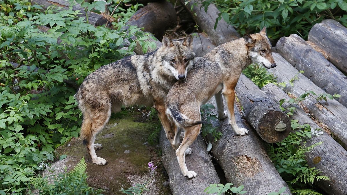 Slovensko končí s odstřelem vlka, jeho usmrcení bude trestné
